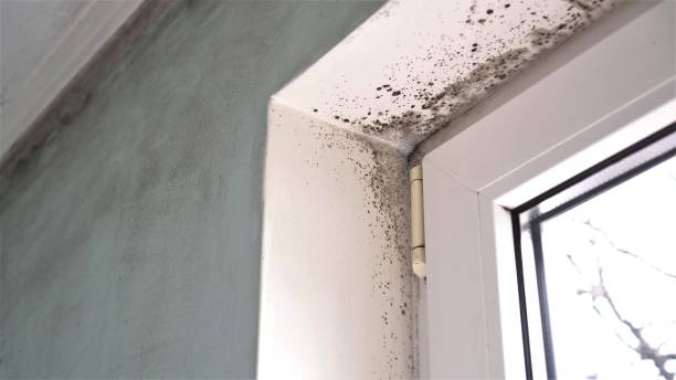 Best Forensic Mold Investigation  in East Hills, NY