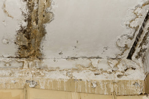 Asbestos and Lead Testing During Mold Inspection in East Hills, NY